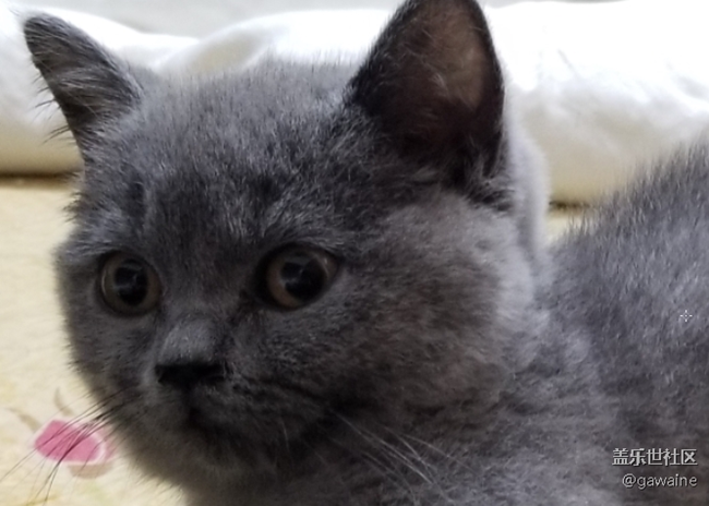 批評手上的s10+拍照！