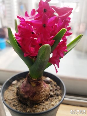 爺爺種的風(fēng)信子