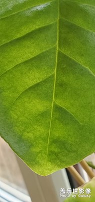 S10+隨拍：猜猜這是啥植物？