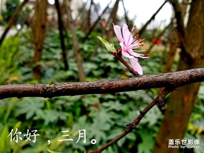 三月，桃花開
