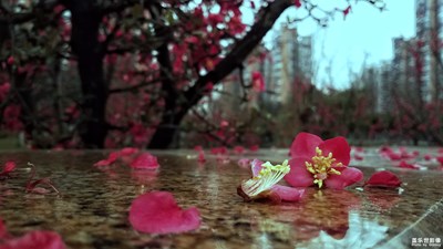 忽如一夜春風(fēng)來