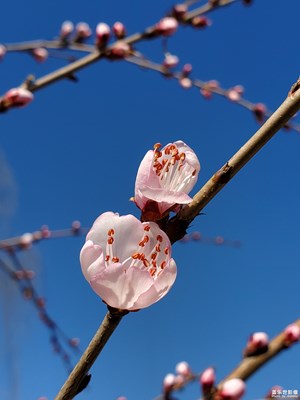 春風(fēng)花草香