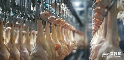 大吉大利 今晚吃雞