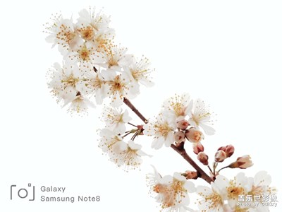 三月掠春美 浪漫櫻花時(shí)