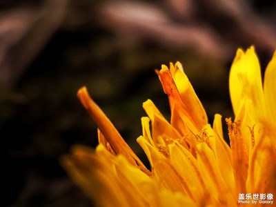 迎接2019春天——蓋樂世S7edge留念