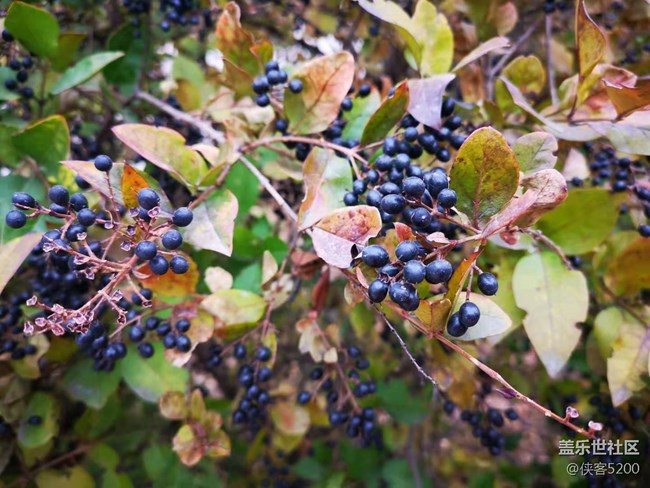 三星S10+拍照效果，你們覺得咋樣？反正我覺得牛