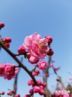 三月桃花開(kāi)