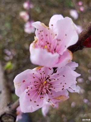 桃花。。。。。。。。。