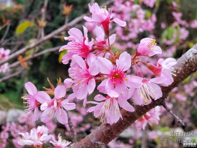 【每周精帖匯137】總裁也來參與Galaxy S10首銷活動(dòng)啦