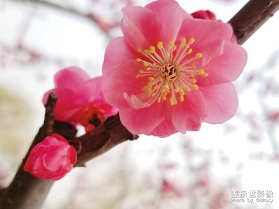 【時(shí)光】+怒放的生命