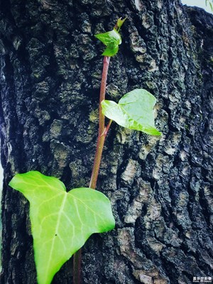 【時(shí)光】+時(shí)光一去不復(fù)返