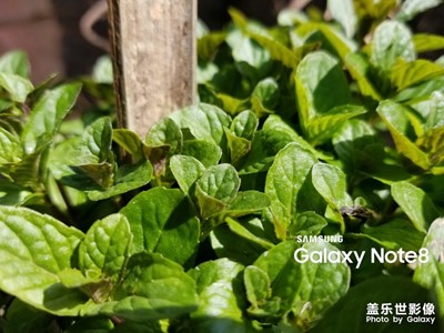 陽光明媚的日子