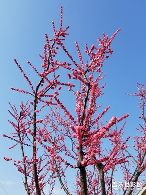 久違的藍(lán)天