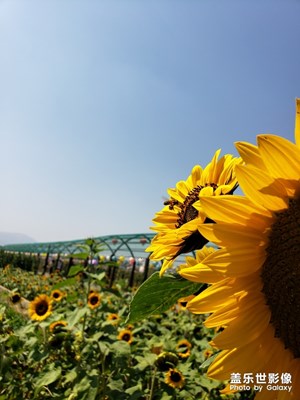 【時光】+向日葵