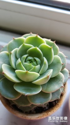 多肉走一波…………