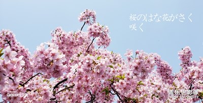 路過櫻花??