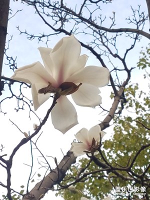 一樹一路的玉蘭