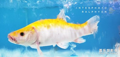 遇見魚