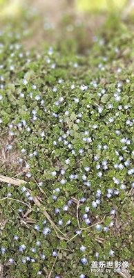 農(nóng)村的野花