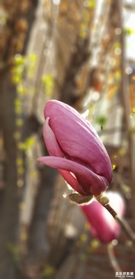 春色滿園玉蘭香