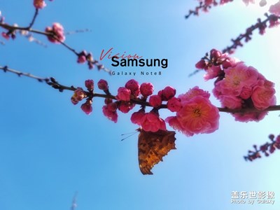 你若盛開 蝴蝶自來