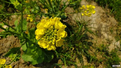 從青蔥到盛開，記這一抹黃綠。