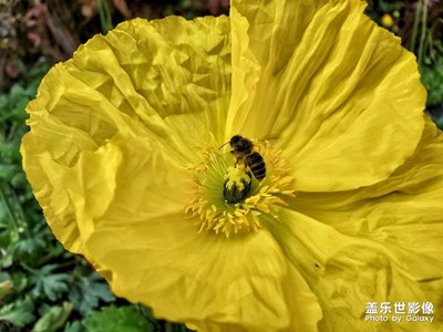 【踏春】+花開了