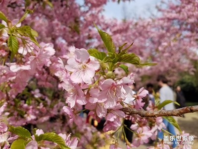 【踏春】+ 黿頭渚櫻花