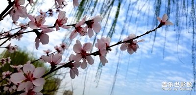 春柳桃花
