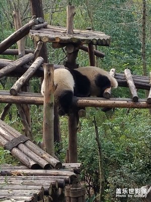 【踏春】+看熊貓