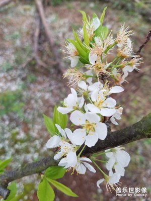 【踏青】+梨花園