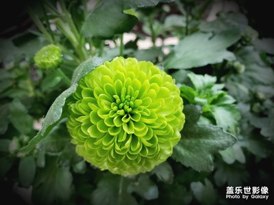 【踏春】+花開富貴