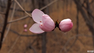 【踏春】+春暖花開(kāi)