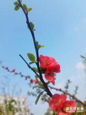 紅紅火火的木瓜花