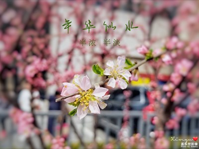 【踏春】+春光明媚