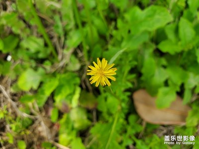 【踏春】春天已來