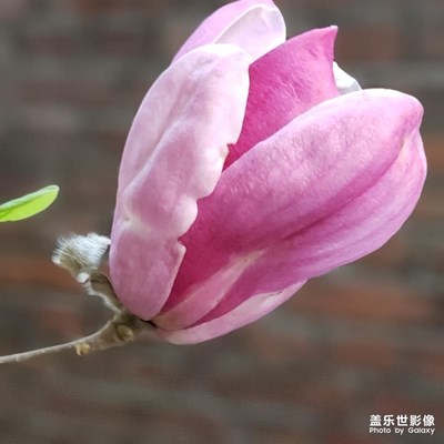 隨手拍-春天來(lái)了