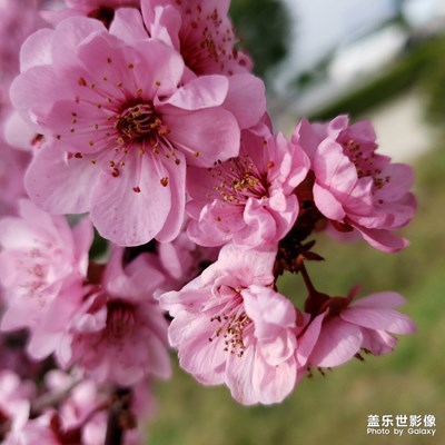 朵朵花兒粉粉開