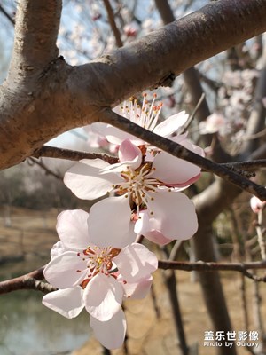 春天花會(huì)開，鳥兒在等待