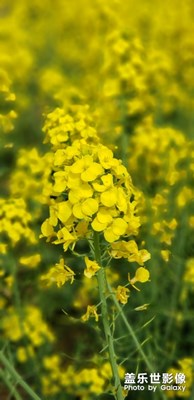 雖說我是地道的農(nóng)村人,從沒停細(xì)看過油菜花.