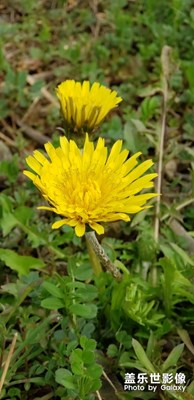 蒲公英