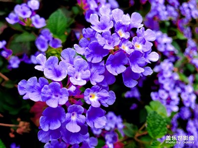 花開正當(dāng)時(shí)