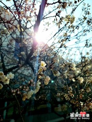 踏春＋桃花滿園