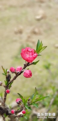 桃之夭夭，灼灼其華