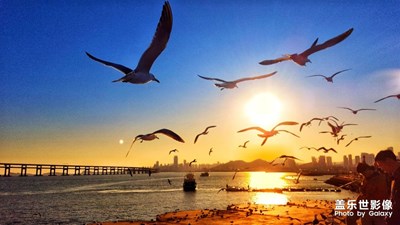 【踏春】+ 海貝魚(yú)躍鳥(niǎo)梭飛，晚霞紅海騰日魂。