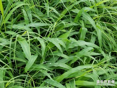 【踏春】+五顏六色是春花