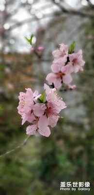 人面桃花相映紅，