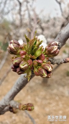 華胥鎮(zhèn)杏花谷