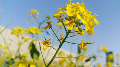 【踏春】+春光無限好