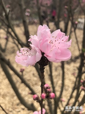 【風光之美】+哏兒都北郊之春